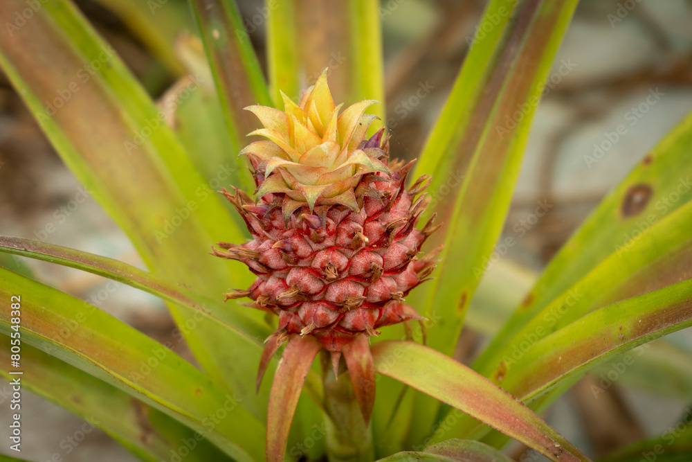 Pineapple sprout. Pineapple sprout.