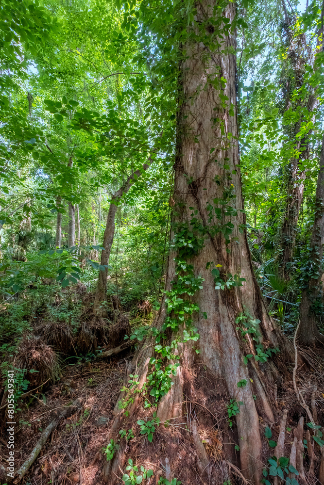 Obraz premium Cypress Tree in Silver Springs State Park, Florida