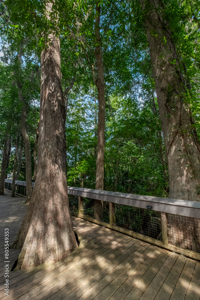 Boardwalk Trail at Silver Springs State Park, Florida