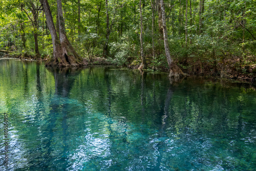 Silver River  Silver Springs State Park  Florida