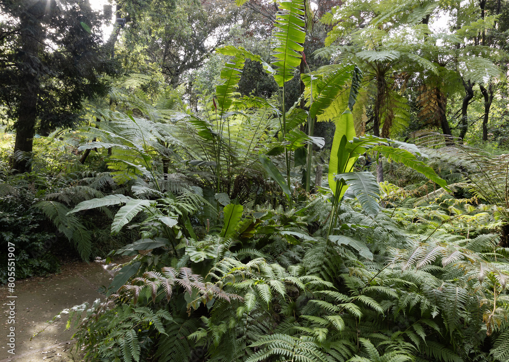 Fototapeta premium A beautiful tropical ferns garden