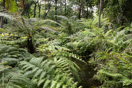 Canvastavla A beautiful tropical ferns garden