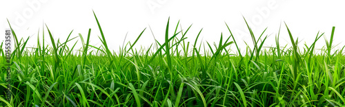 Lush green grass field landscape cut out on transparent background