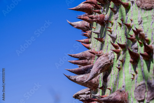 thorns from the trunk of the Ceiba insignis tree photo