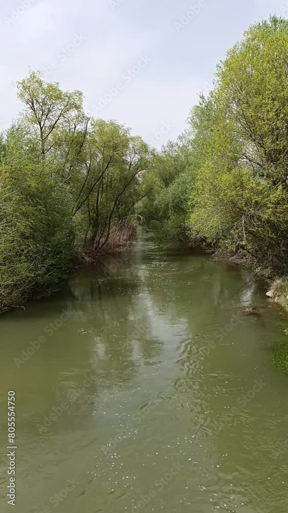 A green river flowing between trees in the forest
A green river flowing between trees in the forest