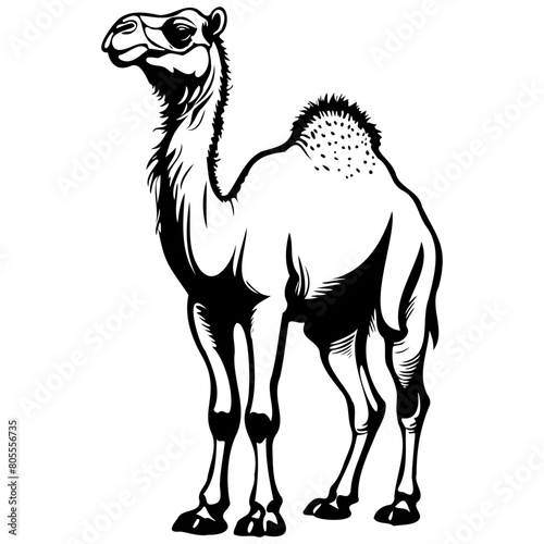 Bactrian Camel hand drawn animal illustration  transparent background vector image