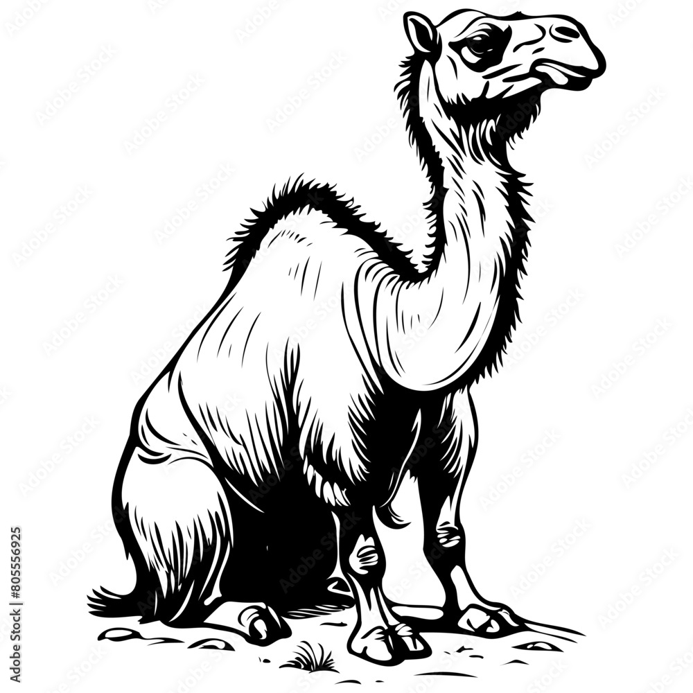 Black Bactrian Camel sitting drawing vintage animal illustration vector image Stock Adobe Stock