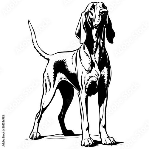 Bloodhound silhouette of hand drawn animal illustration, transparent background