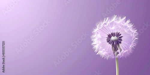 dandelion on vivid purple background with copy space