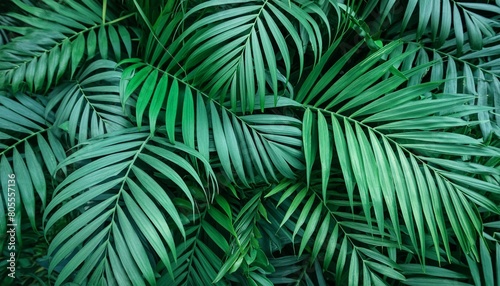 abstract green palm leaf texture nature background tropical leaf