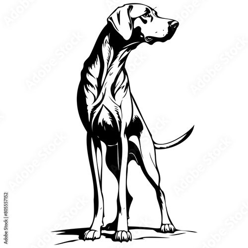 Engrave Bavarian Mountain Hound drawing, black silhouette animal vector, isolated animal