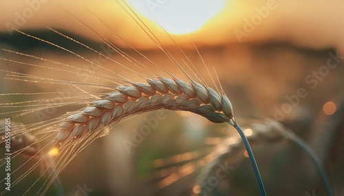 rye ear whole barley harvest wheat sprouts wheat grain ear o photo