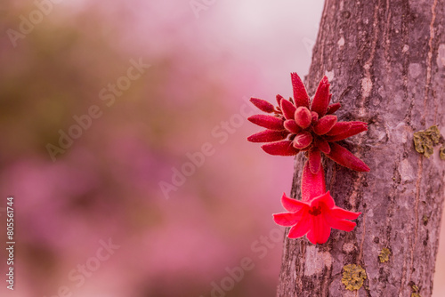 spring background with spring  flowers