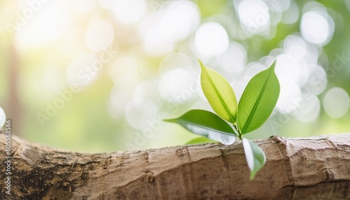 beautiful nature view green leaf on blurred greenery background under sunlight with bokeh and copy space using as background natural plants landscape ecology cover page concept