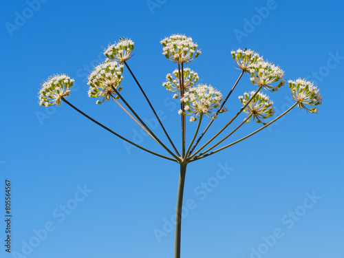 Wild Carrot (Thapsia gummifera)