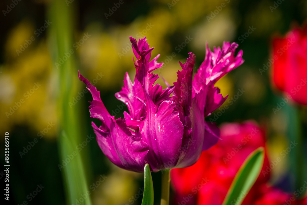 Naklejka premium photo of spring flowers in the park