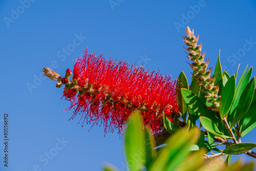 A red bottlebrush bush (Callistemon). Red flowers photo