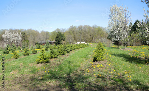 spring in the countryside