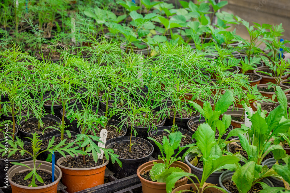 photo of small new plants in the pot photo of small new plants in the pot