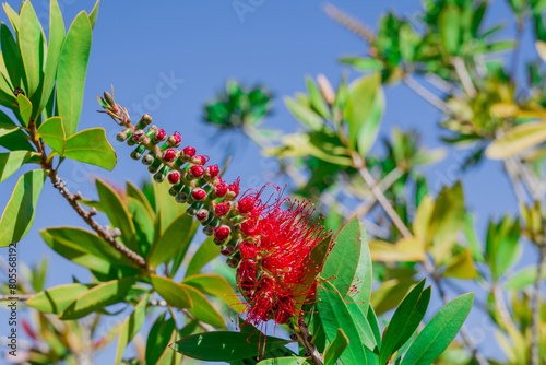 A red bottlebrush bush (Callistemon). Red flowers photo