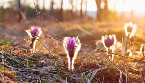 spring background with flower beautiful nature at sunset in spring time pasque flower pulsatilla grandis photo