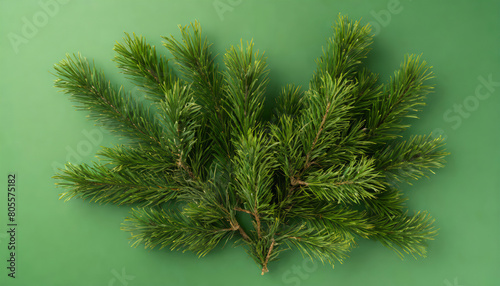 Top view photo of pine twigs on isolated green background with copyspace