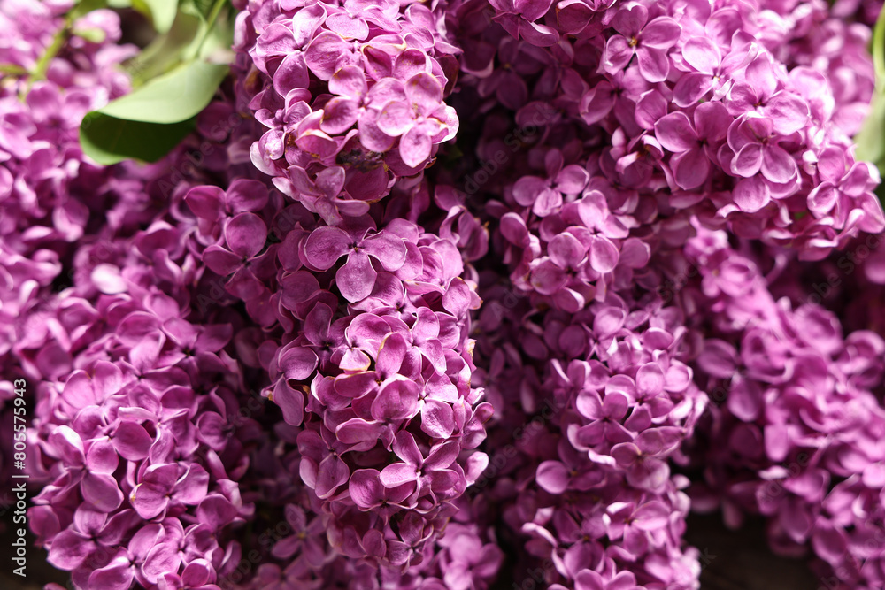 Blooming lilac flowers, closeup
