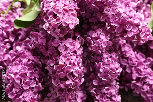 Blooming lilac flowers, closeup