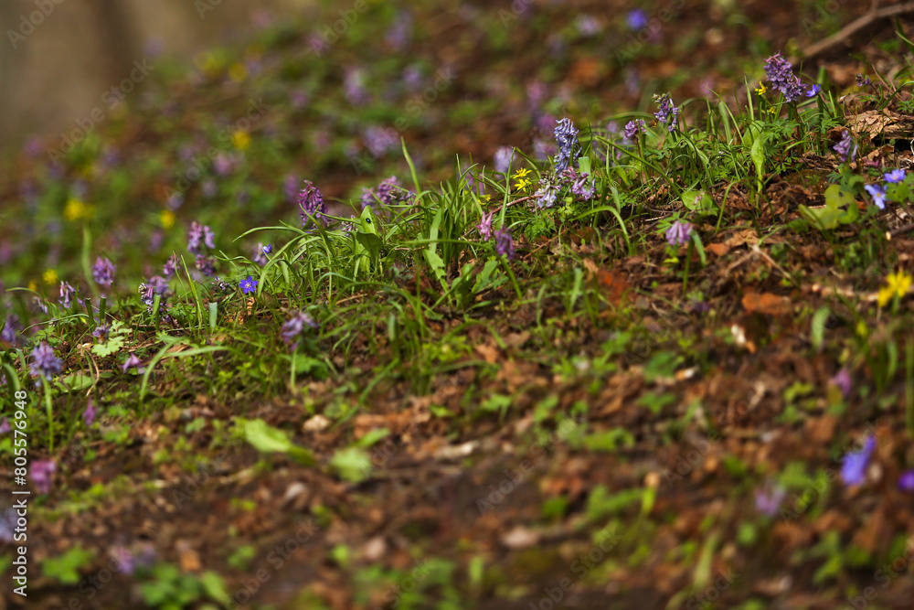 Spring purple flowers in the awakening forest Spring purple flowers in the awakening forest