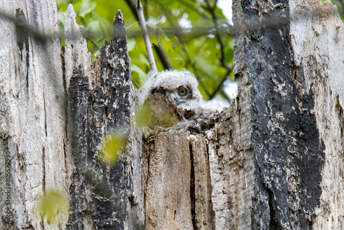 Baby owl hiding in a tree