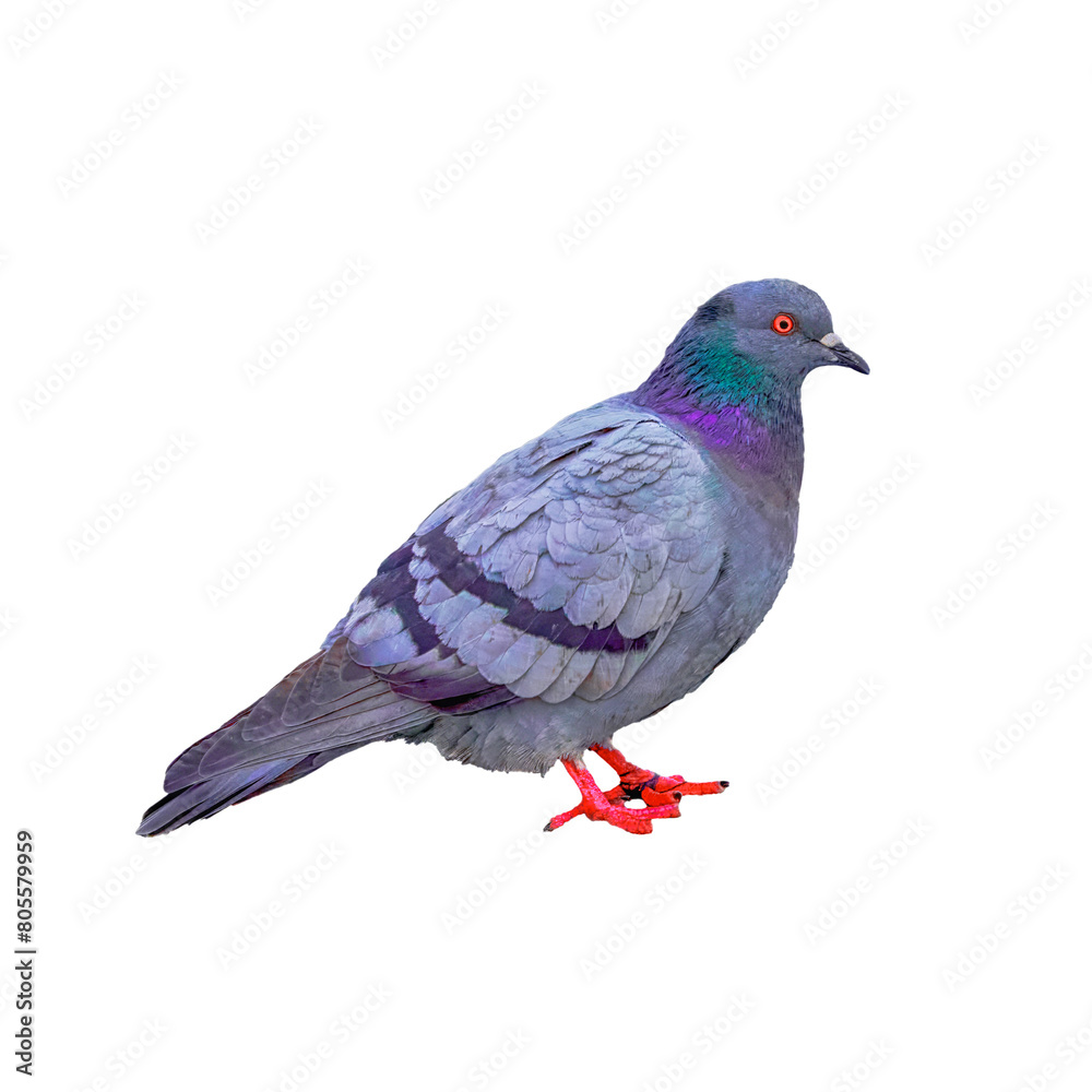 Naklejka premium Full side view of a standing pigeon isolate on a white background.