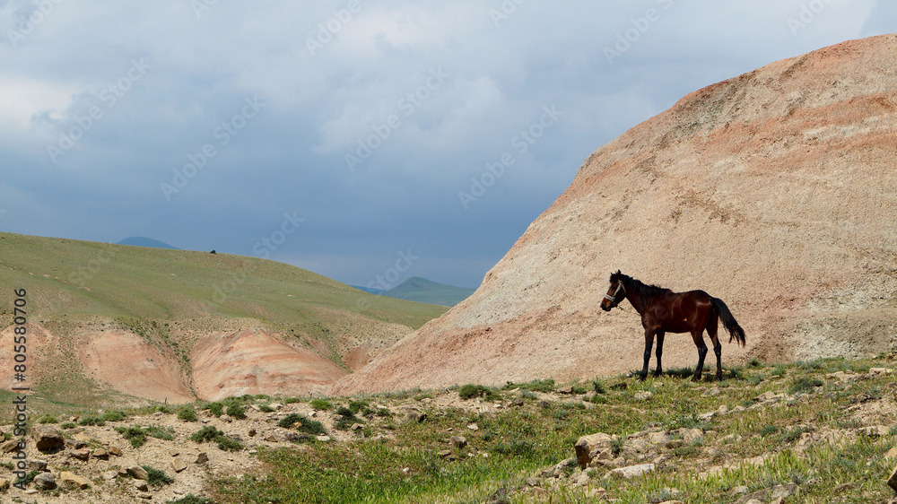 horses on a mountain pasture