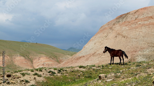 horses on a mountain pasture