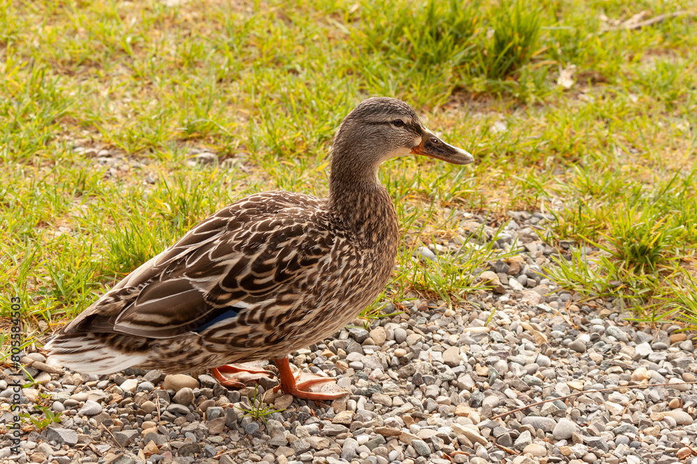 Female duck walks on the grass. Wild birds in nature Female duck walks on the grass. Wild birds in nature
