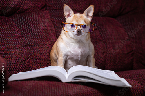 A small chihuahua is sitting on a couch with a book in front of it. The dog is wearing glasses and he is reading the book. The scene is playful and lighthearted