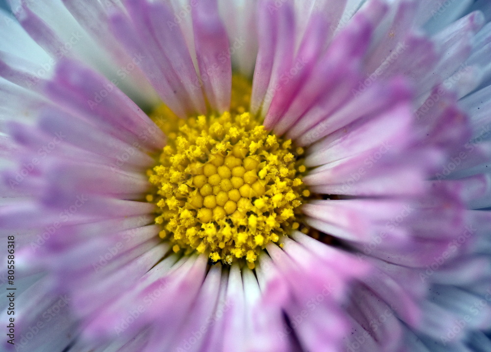 Nahaufnahme einer Bellis-Blüte