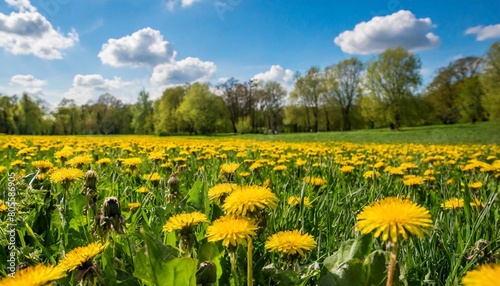 sunny day on the field with blooming dandelions in natural park © Charlotte