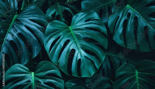 dark green leaves of monstera or split leaf philodendron monstera deliciosa the tropical foliage plant bush popular houseplant photo