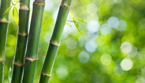 green bamboo branches on green background space for text
