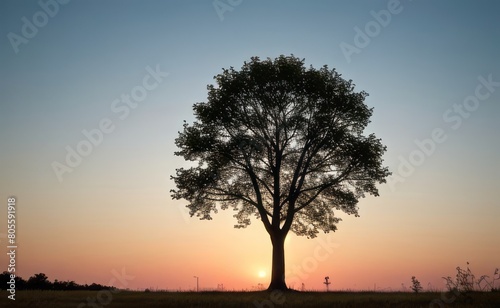 professional photograph of single tree in sunset © Rezhwan