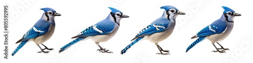 Collection set of blue jay birds isolated on transparent background