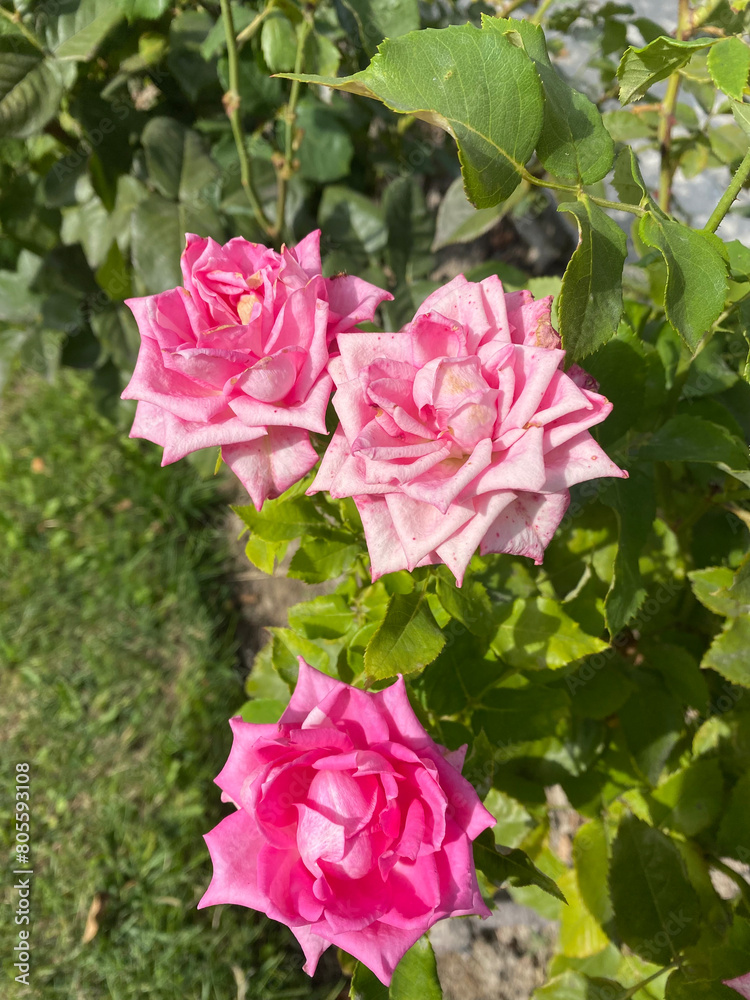Closeup images of Beautiful and unique roses found in Northern Pakistan, Skardu.
