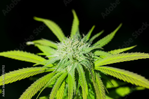 Cannabis Sativa Indica Marijuana Plant