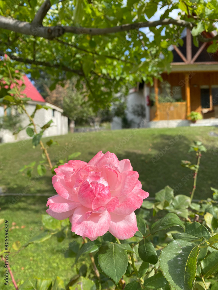 Closeup images of Beautiful and unique roses found in Northern Pakistan, Skardu.