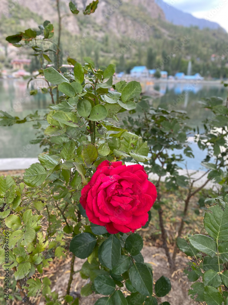 Closeup images of Beautiful and unique roses found in Northern Pakistan, Skardu.