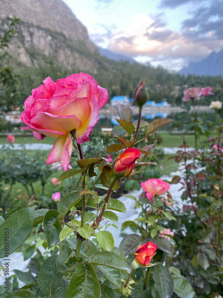 Closeup images of Beautiful and unique roses found in Northern Pakistan, Skardu.