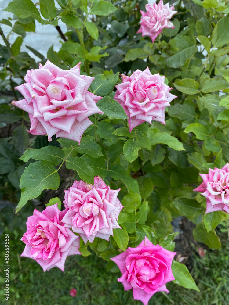 Closeup images of Beautiful and unique roses found in Northern Pakistan, Skardu.