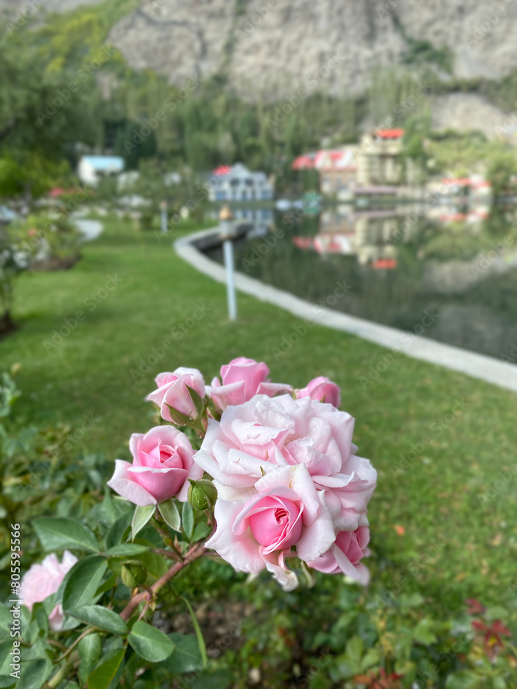 Closeup images of Beautiful and unique roses found in Northern Pakistan, Skardu.