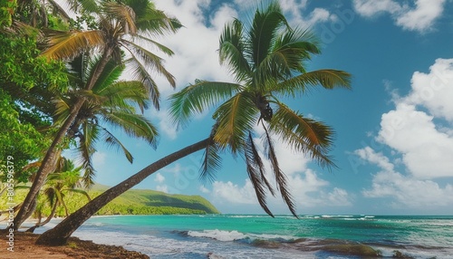 palm trees leaning over la perle beach in guadeloupe photo