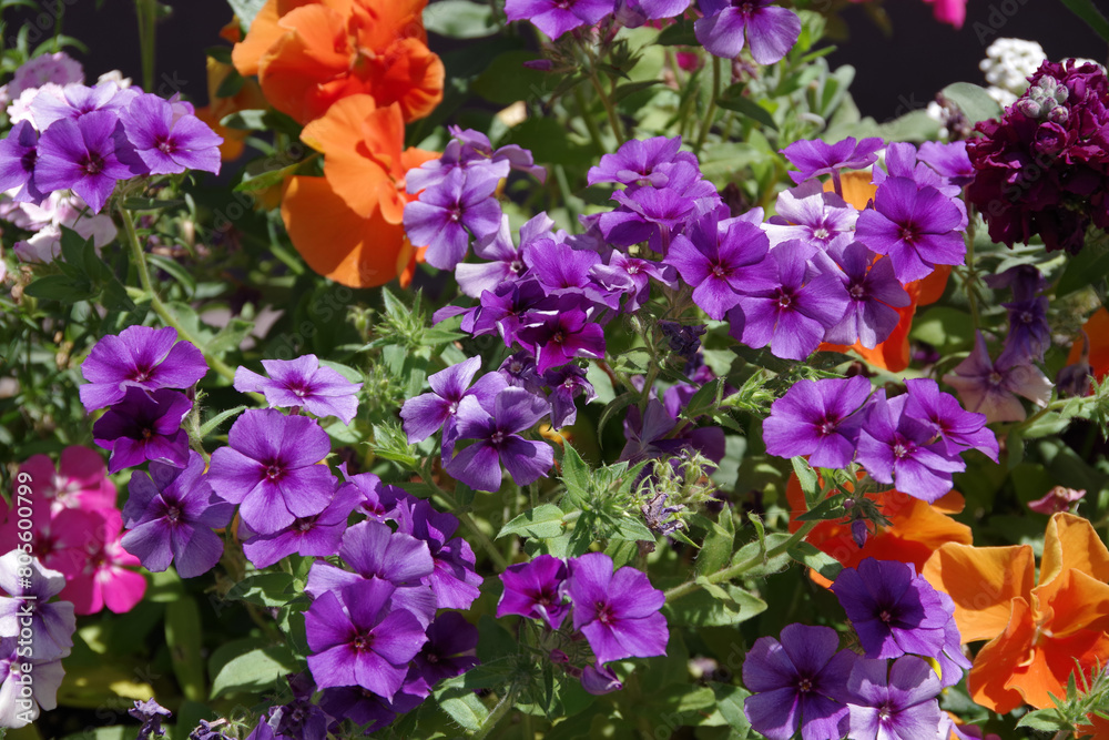 Beautiful variety of colorful garden flowers Beautiful variety of colorful garden flowers
